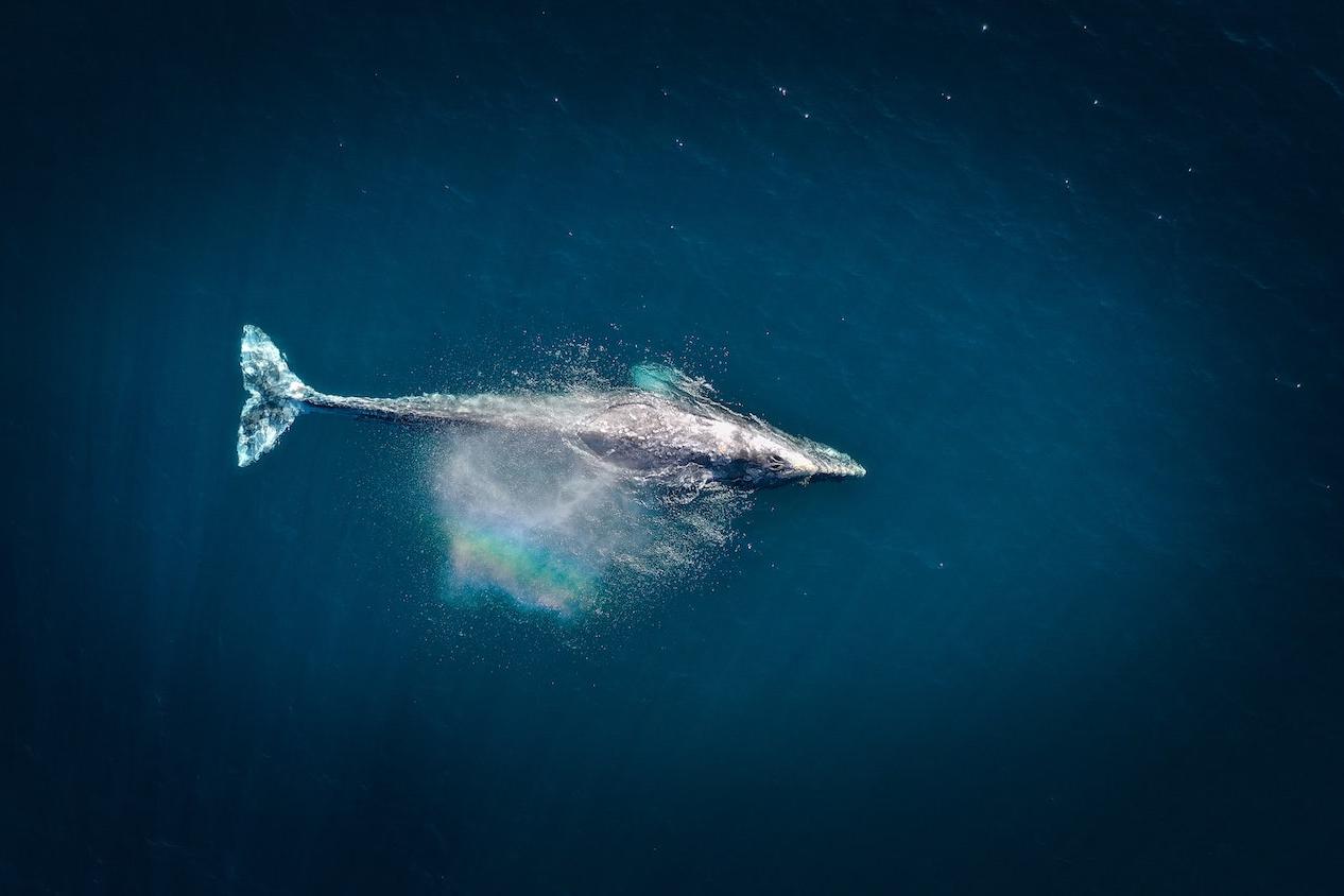 whale swimming aerial - whales